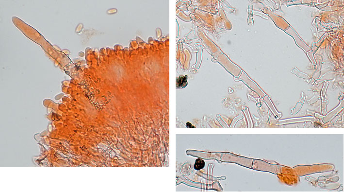 Hyphoderma setigerum